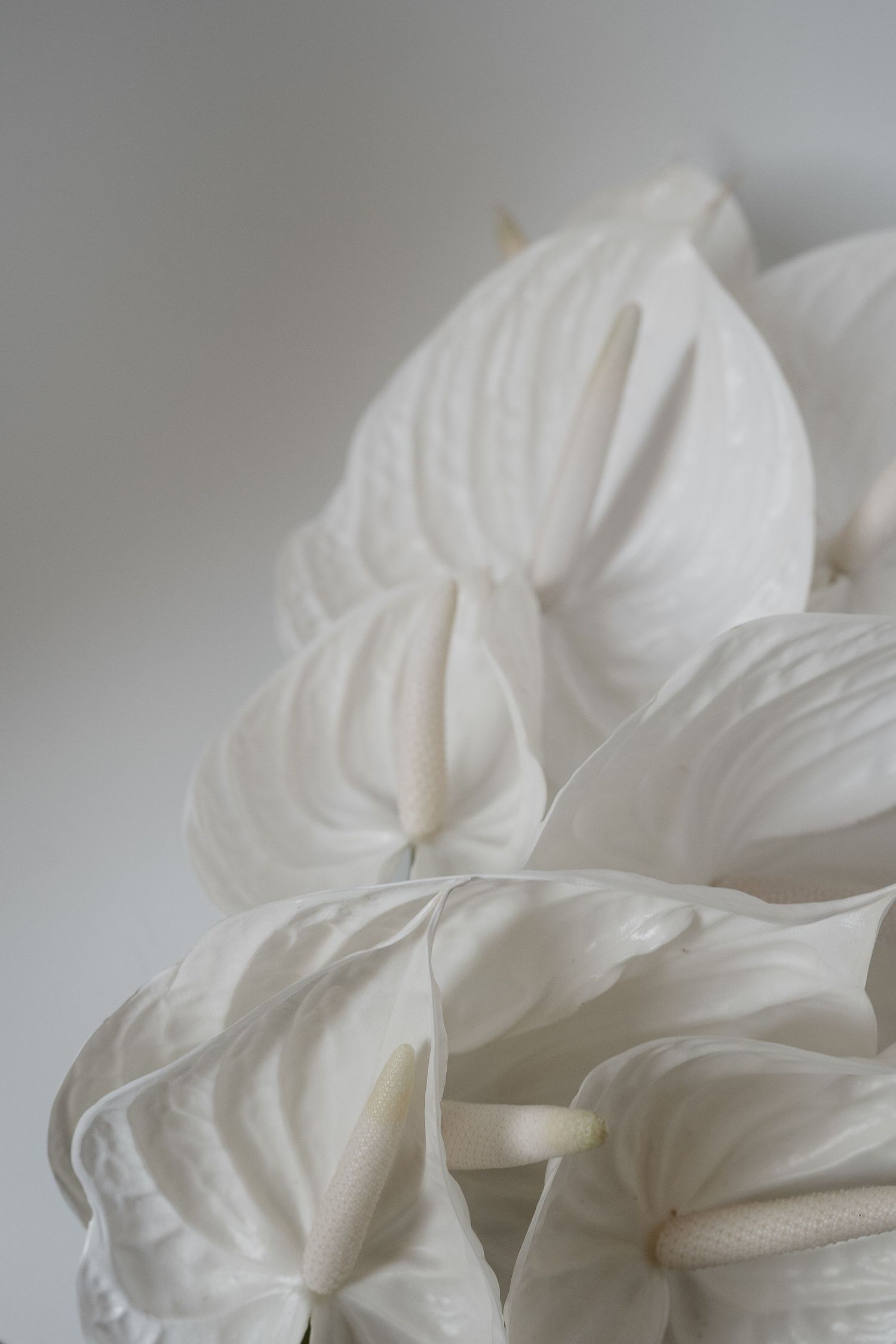 Romantic white anthurium bouquet at Vocabolo Moscatelli. Boutique artist approach for a sophisticated aesthetic destination wedding Italy