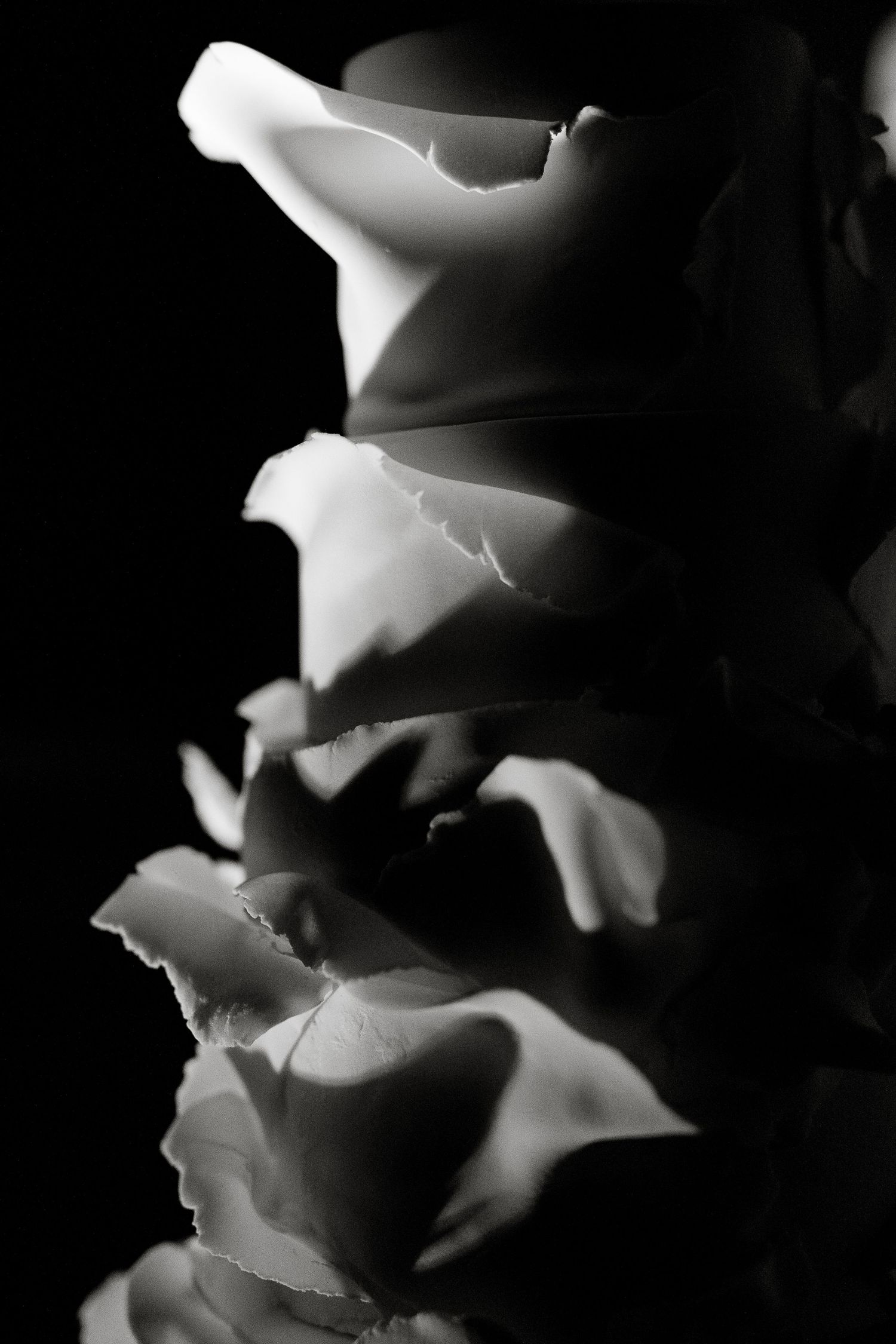 Artistic wedding cake detail with dramatic light. Sculptural beauty in Umbria by Gradisca Portento.