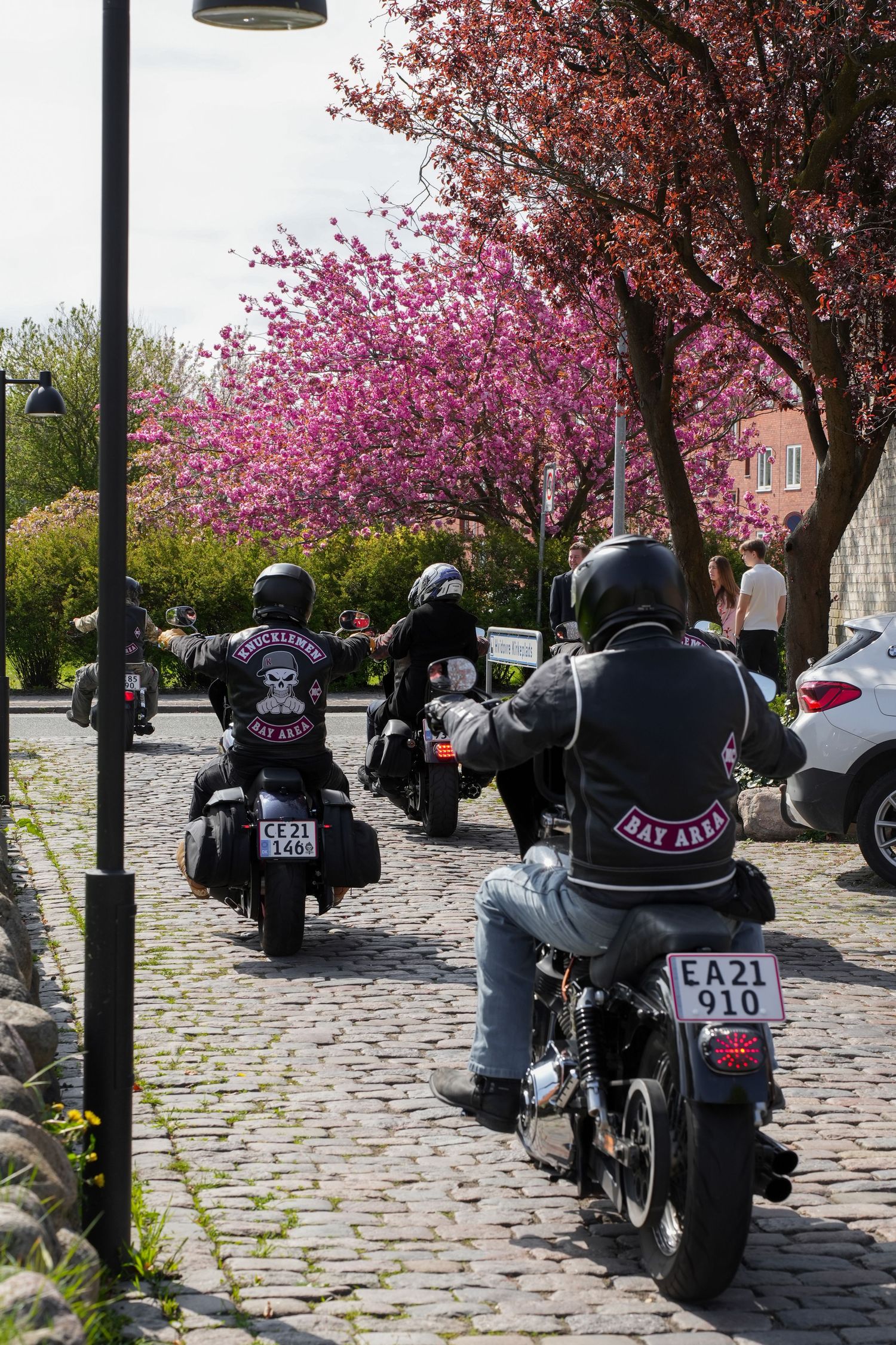 Motorcyclists riding on cobblestone street beneath blooming pink cherry blossom trees in springtime.