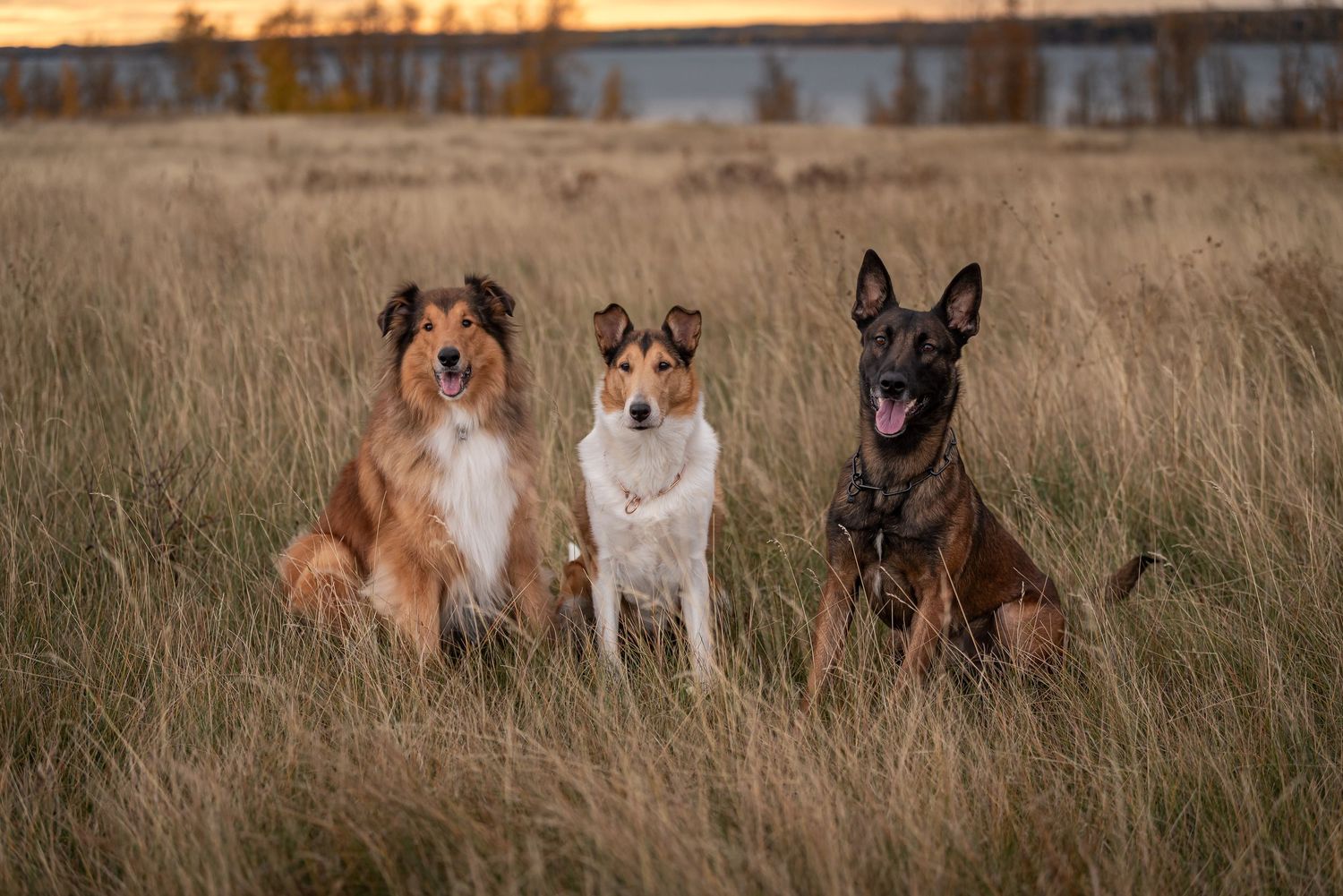 Three dogs - a collie, smooth collie, and German shepherd sitting attentively in a grassy field.