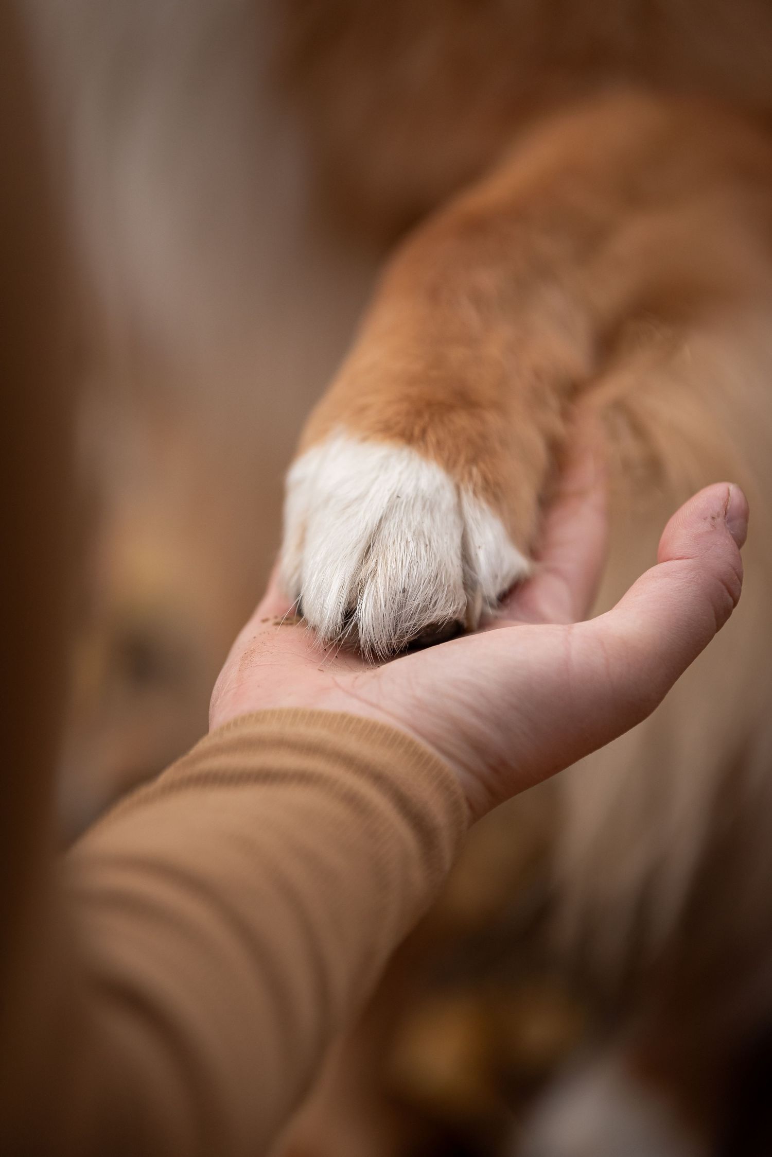 A dog's paw gently resting in someone's outstretched palm.