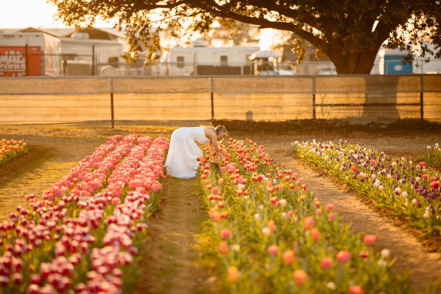 A person tends to rows of colorful ranunculus flowers in a field at golden hour with a large tree in the background.