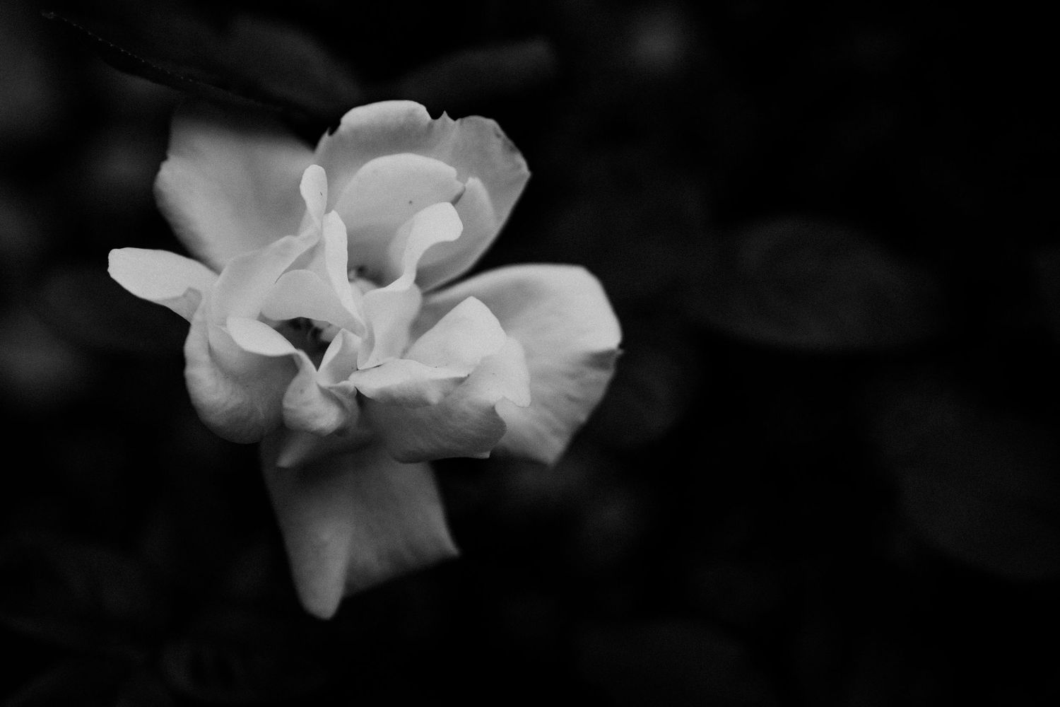 Monochrome close-up of a delicate white rose with soft petals in black and white.