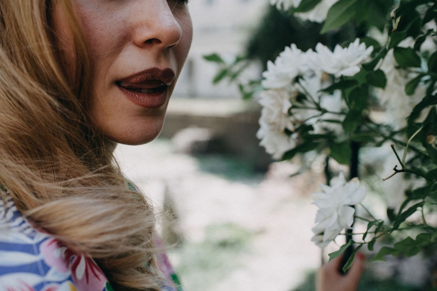 Close-up of floral scene with white blossoms in soft natural lighting.