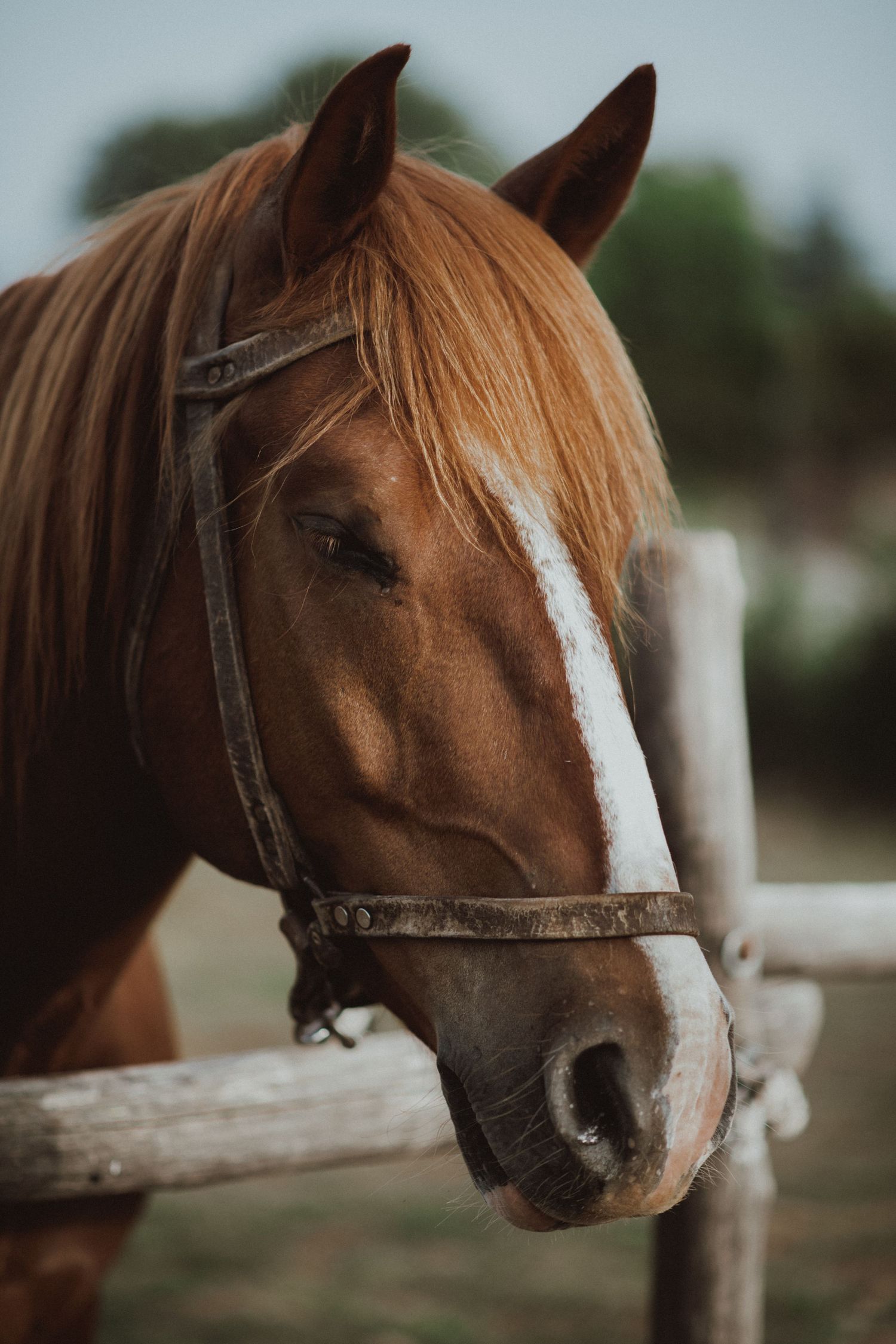 Close-up portrait of a chestnut horse with a white blaze wearing a bridle against a blurred natural background.