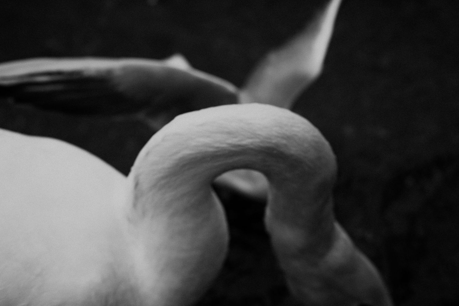 Close-up black and white photograph of a graceful swan's curved neck.