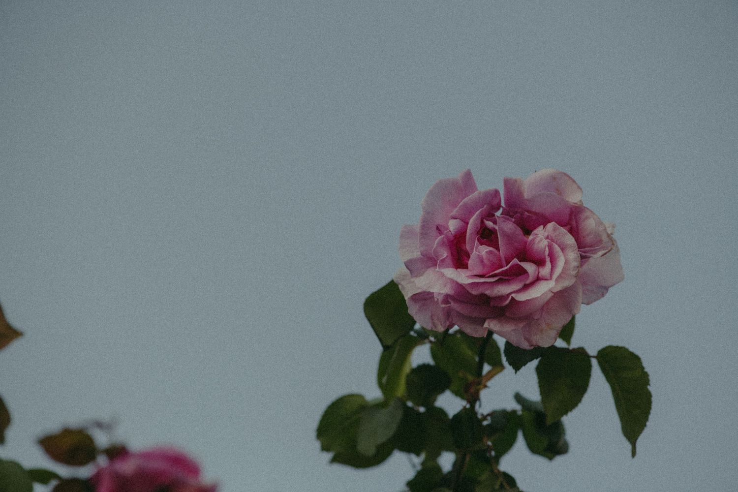 Close-up of a blooming pink rose with green leaves against a gray background.