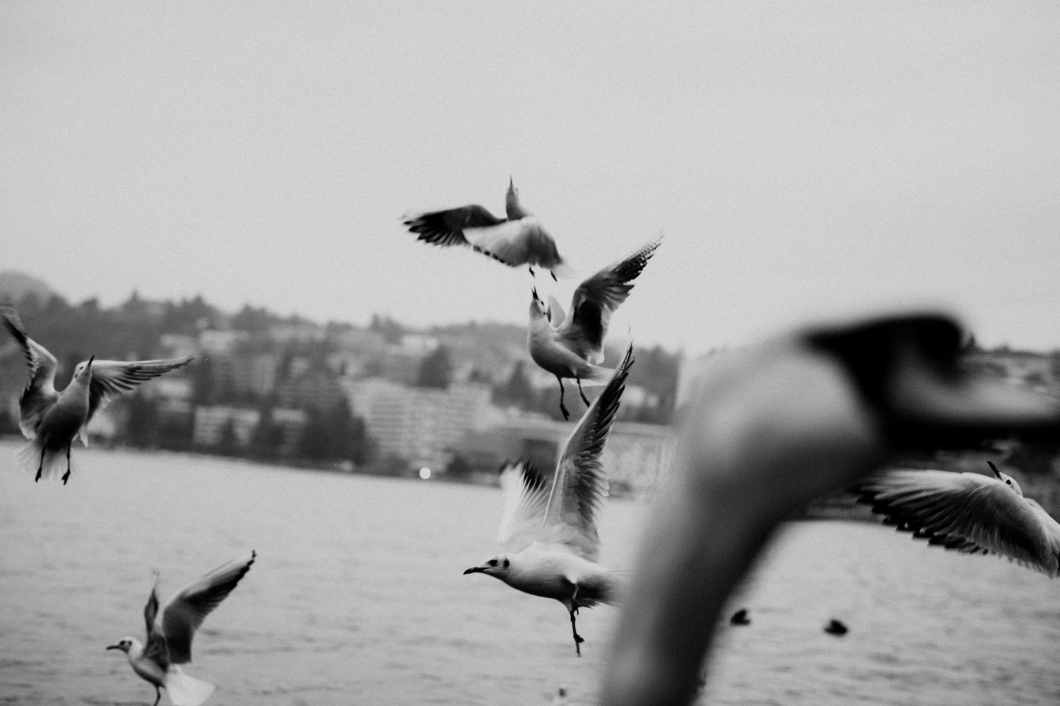 Flying seagulls soar gracefully over a misty waterfront at sunrise.