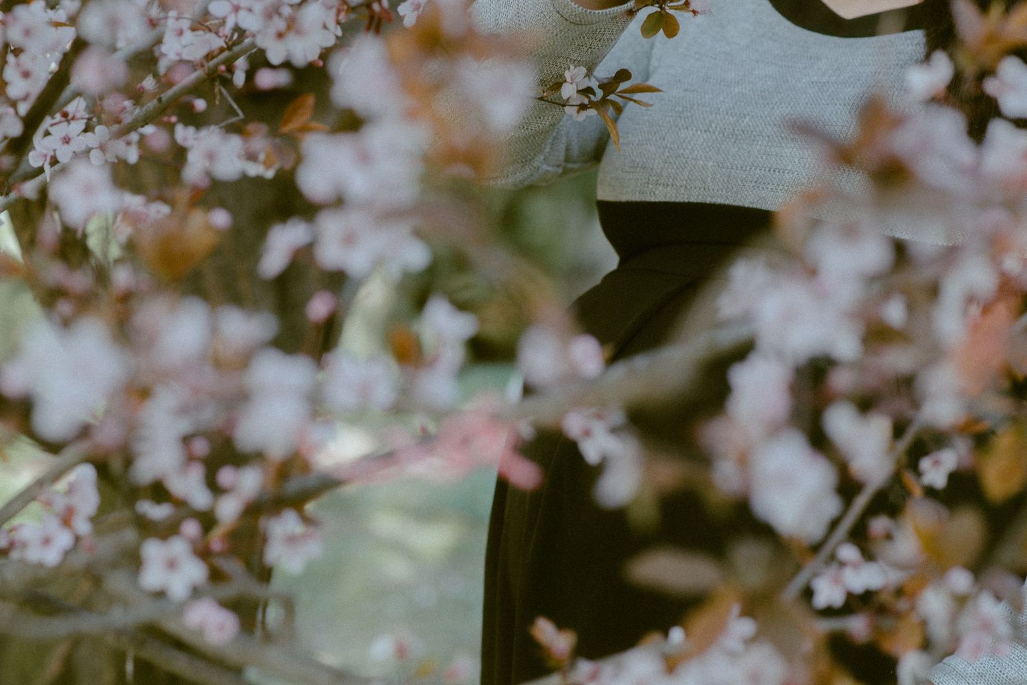 Delicate cherry blossoms blooming against a soft, blurred background.