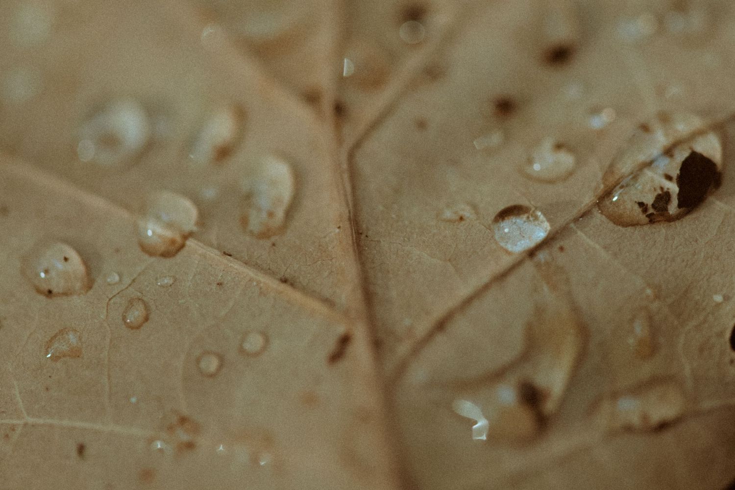 Water droplets on a wooden surface create a natural abstract pattern in warm brown tones.
