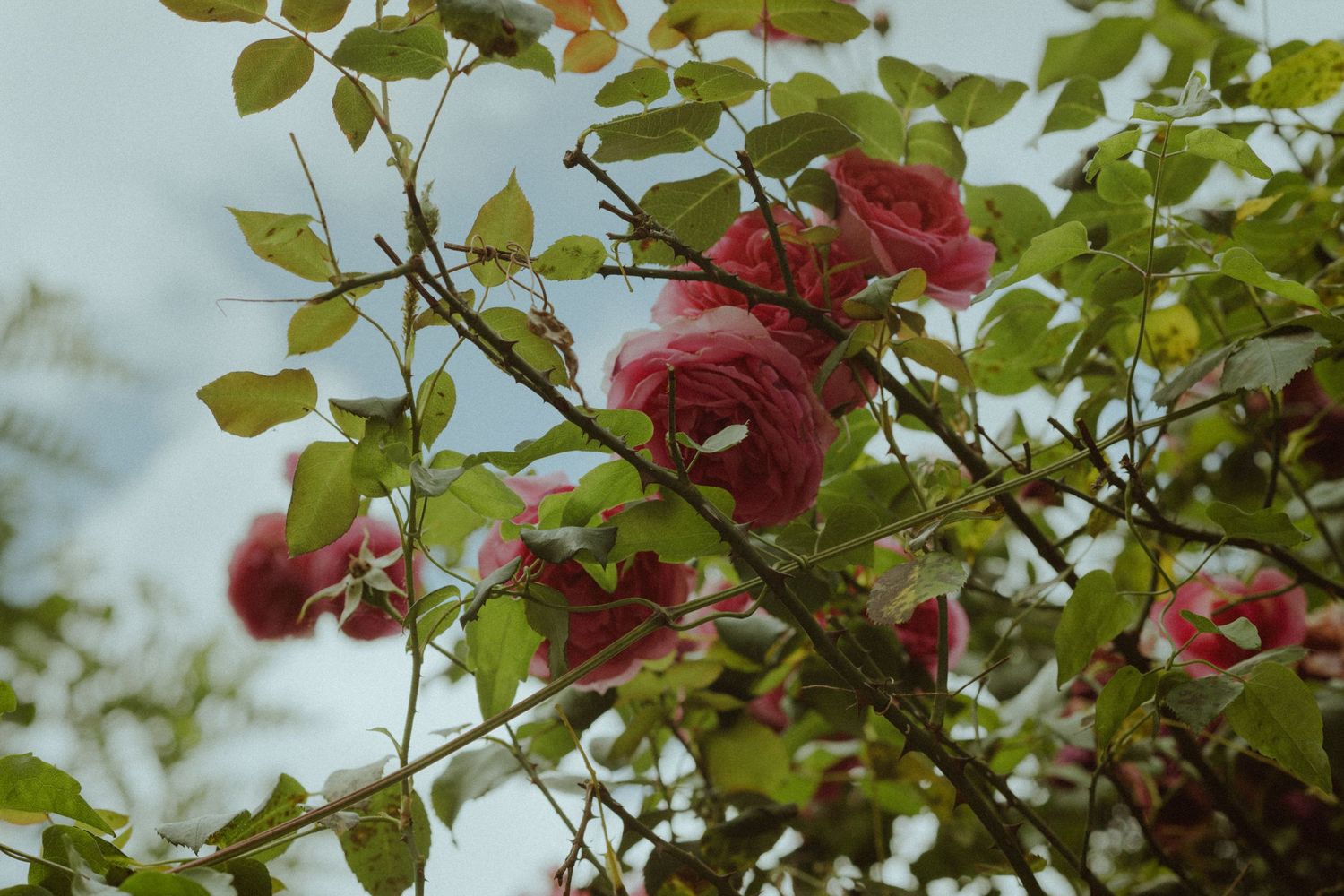 Deep red roses bloom among green leaves on a climbing rose bush against a soft sky background.
