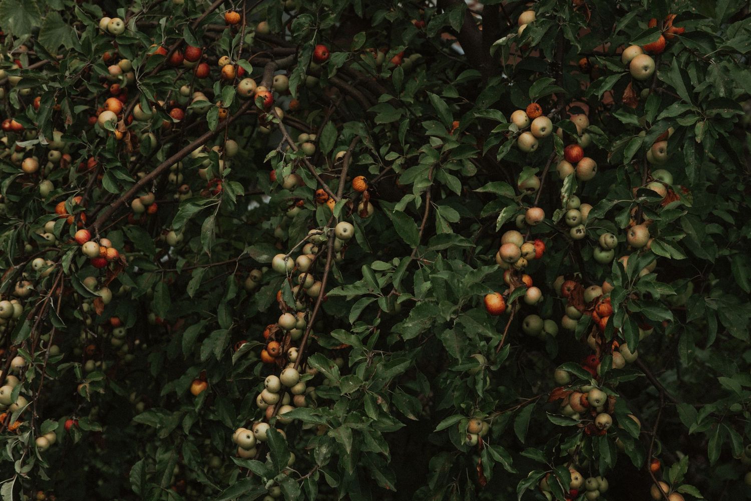 Orange and yellow fruits growing abundantly on dark green leafy branches.