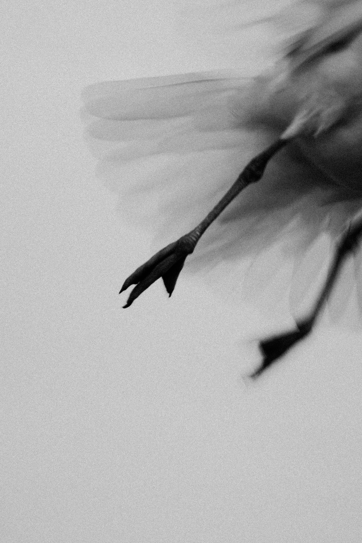 Abstract black and white macro shot of a flower stem and bud in shadow.
