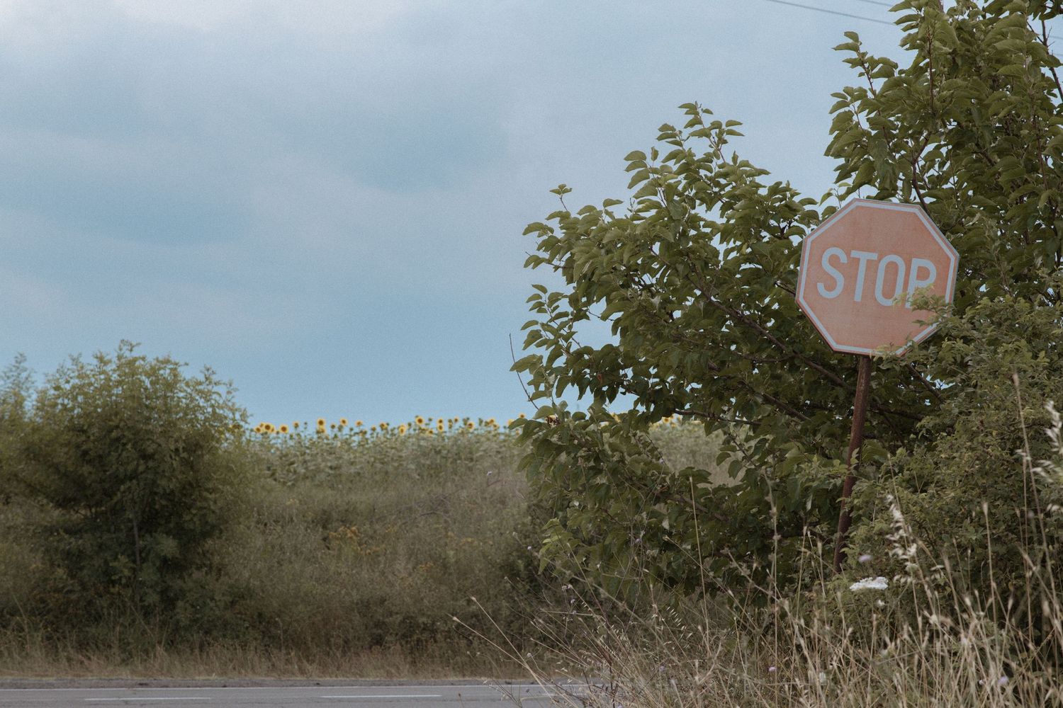 Tree-lined rural road with a stop sign visible in the distance on a cloudy day.