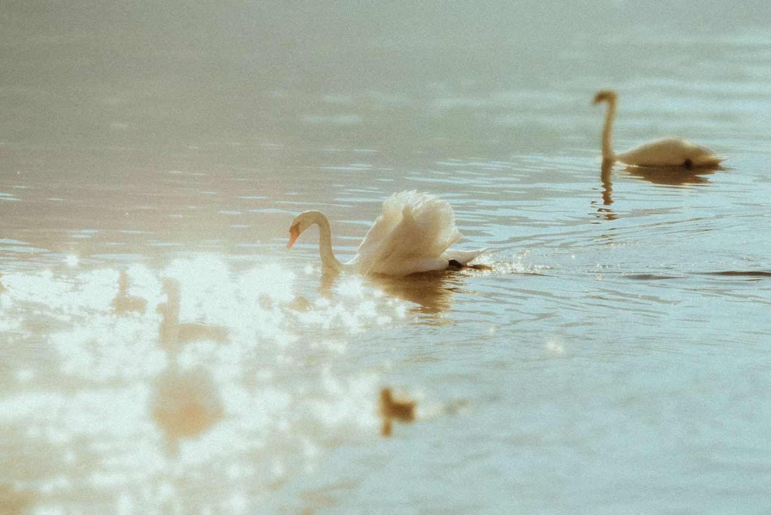 Elegant white swans gliding across shimmering turquoise water on a sunny day.