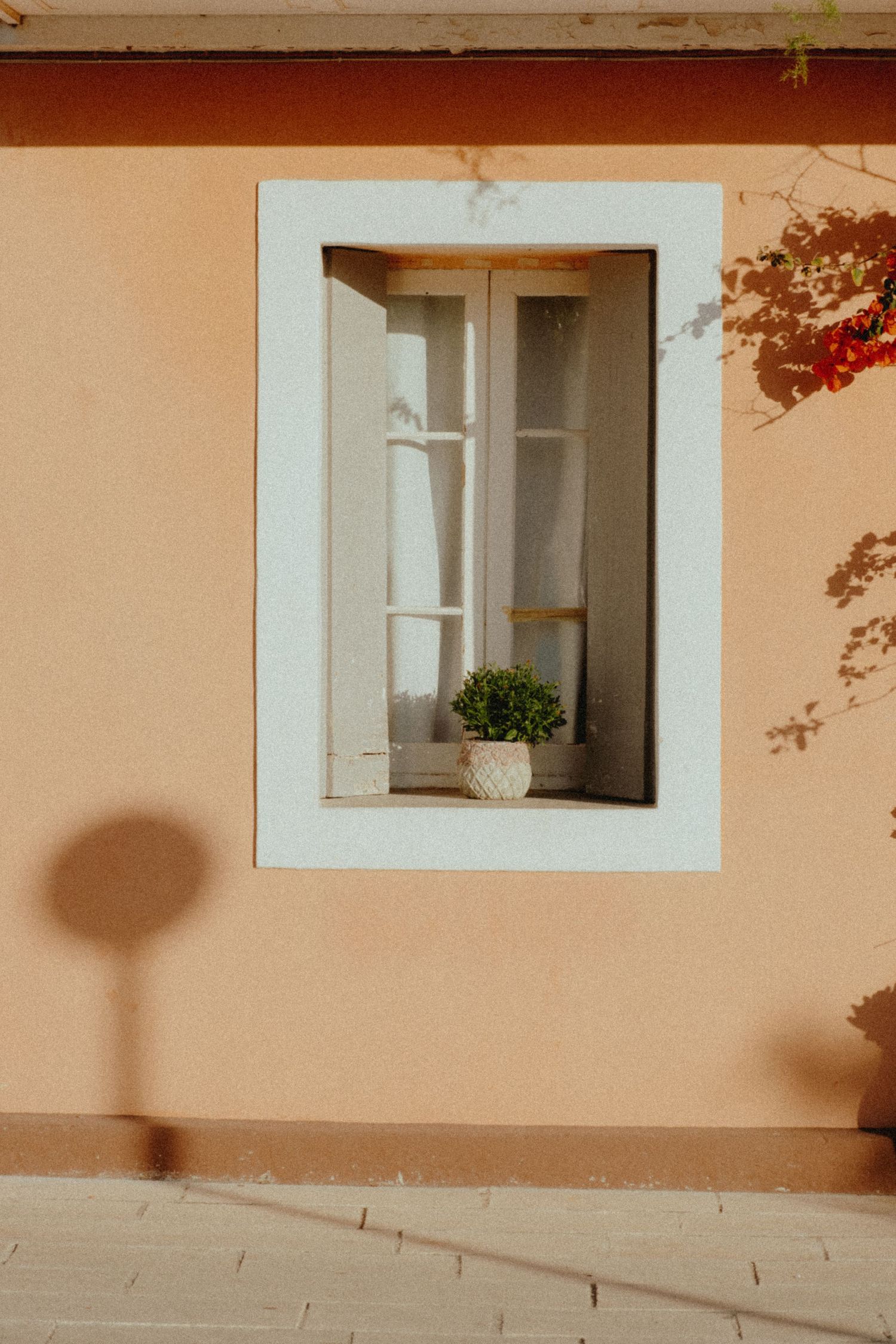 Minimalist window frame with small potted plant on peachy colored wall with shadow.