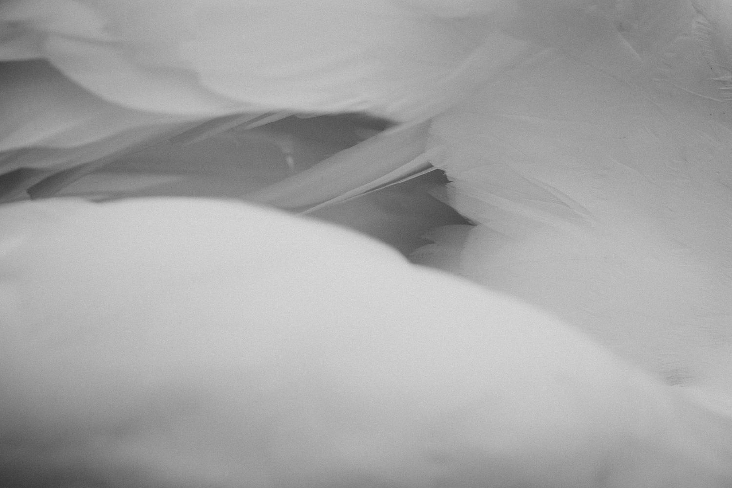 Abstract black and white photograph of smooth curved shapes with gentle gradients.