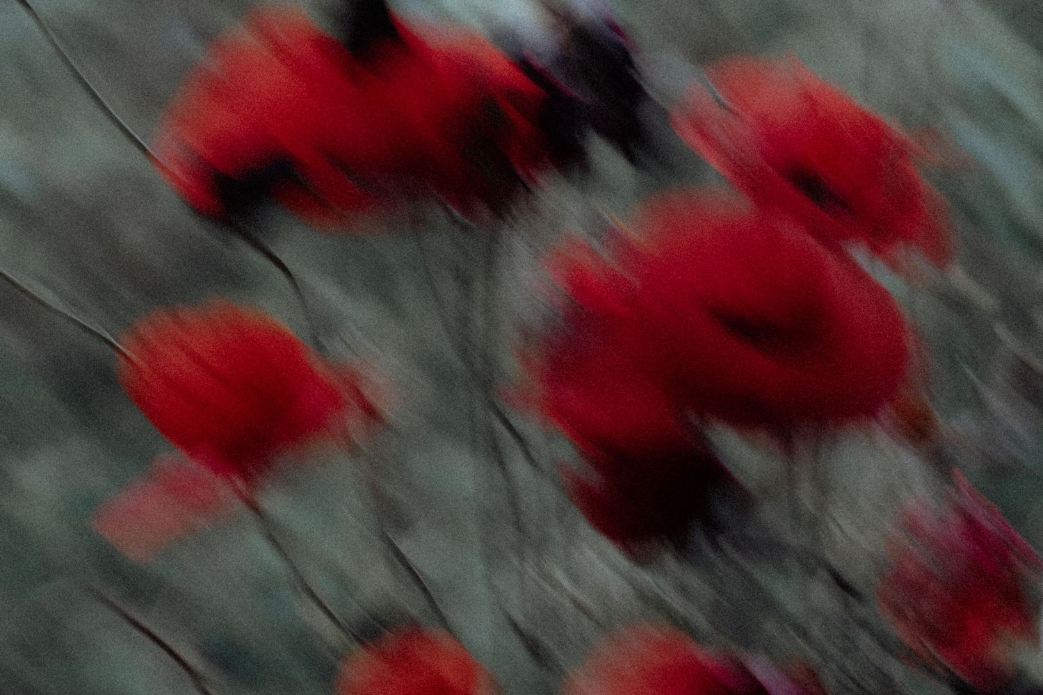 Abstract motion blur of red flowers against dark background creates painterly effect.