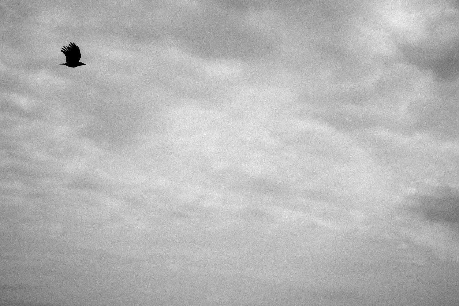 Single black bird silhouette flying against cloudy grey sky.