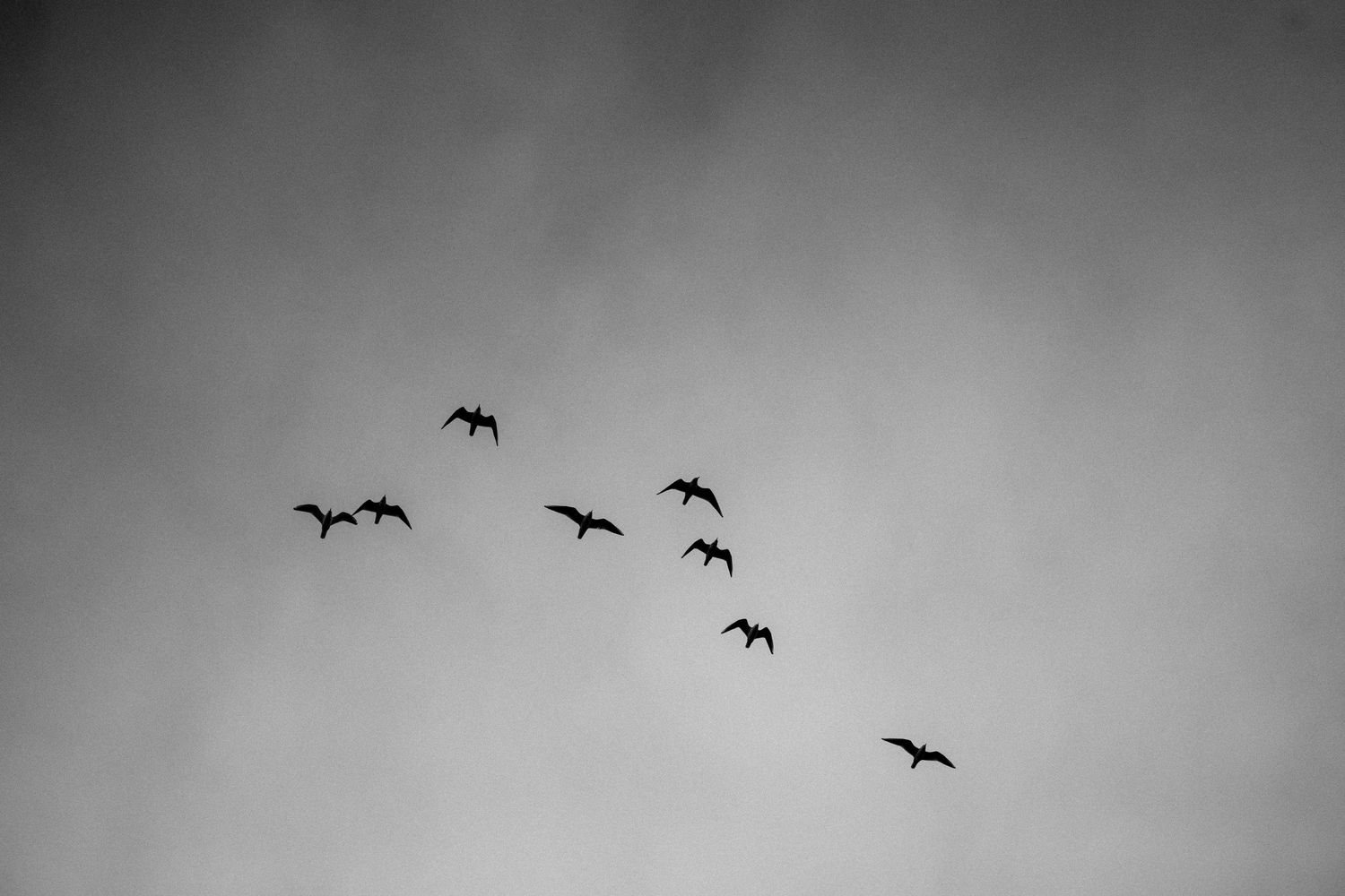 Flock of birds flying in V-formation across grey cloudy sky.
