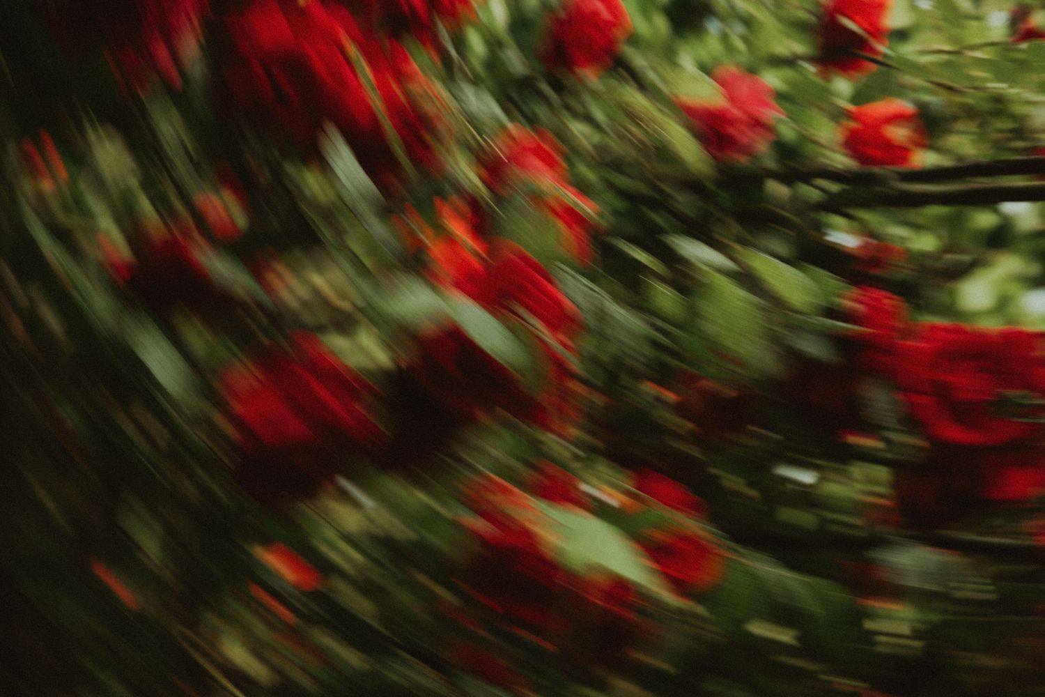 Motion-blurred photograph of red roses creating an abstract swirl of color.