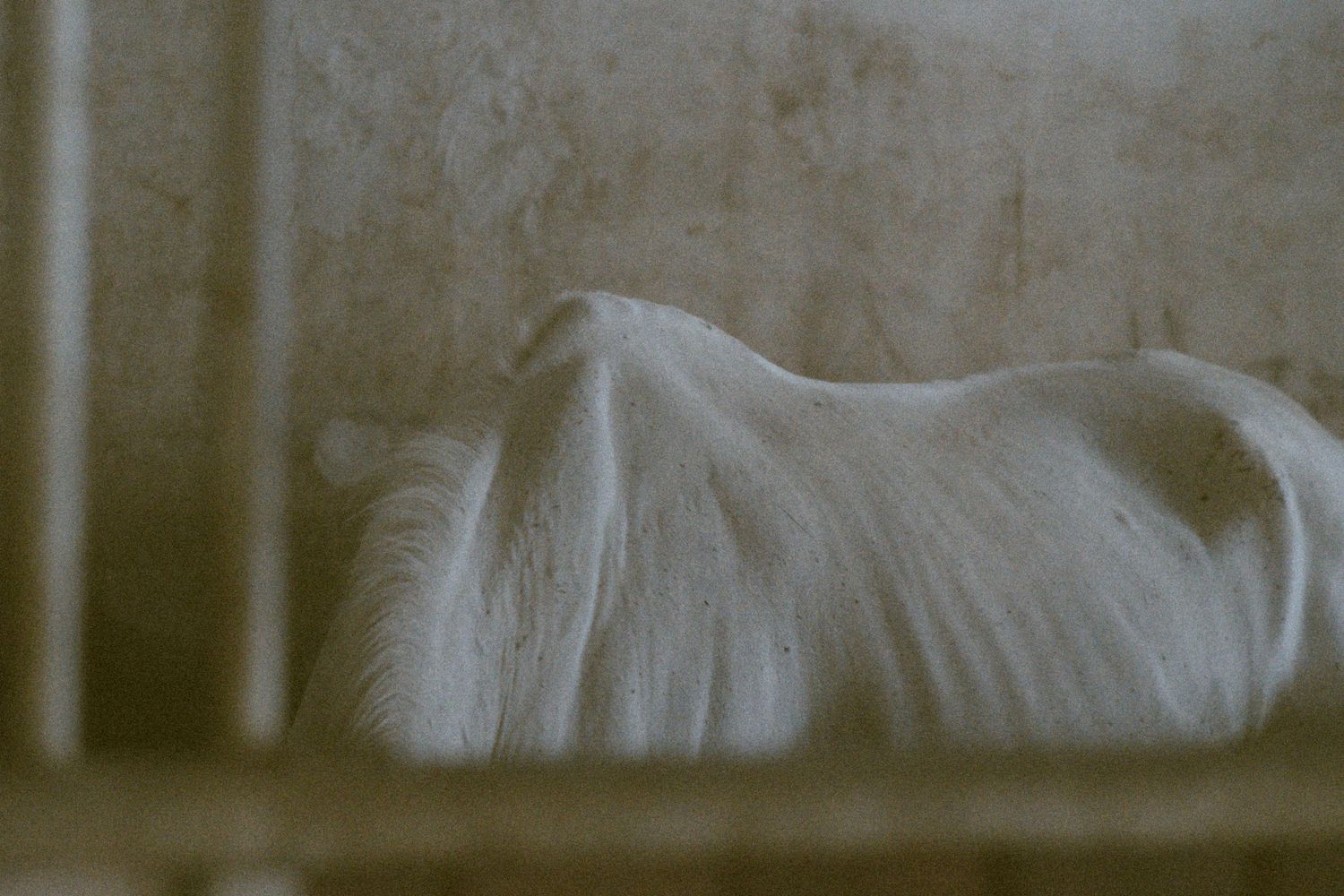A mysterious abstract photo showing white textures and shapes behind what appears to be bars or a fence.