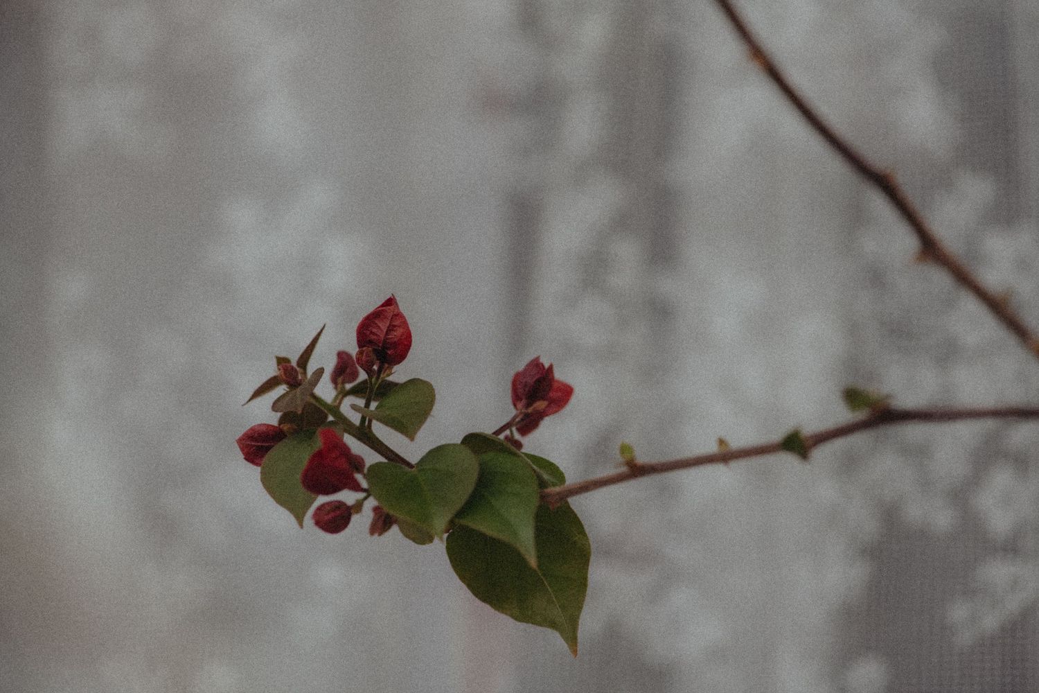 Red flower buds and green leaves on branch against misty gray background.