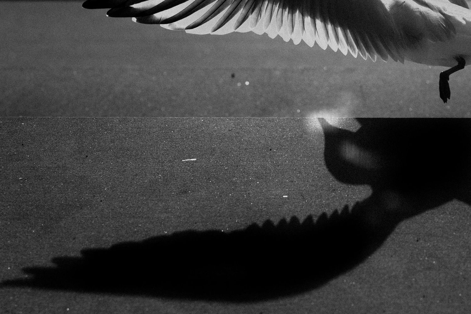 Black and white silhouette of a bird's wing in flight against a dark background.