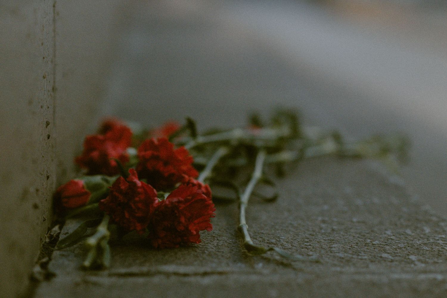 Red carnations lying on concrete surface with shallow depth of field.