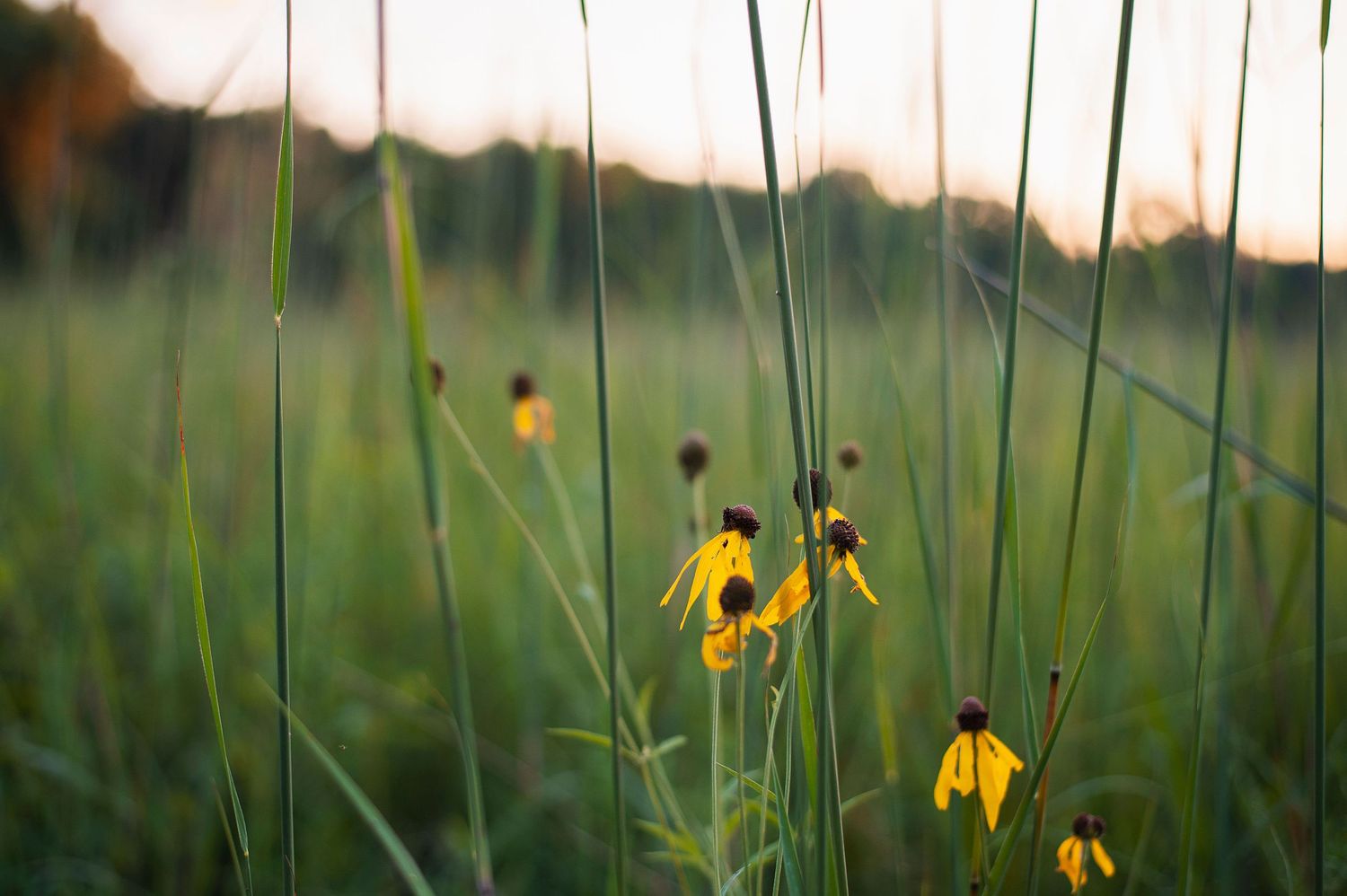 Yellow wildflowers in tall grass at sunset in Columbus field, simple fall nature detail.