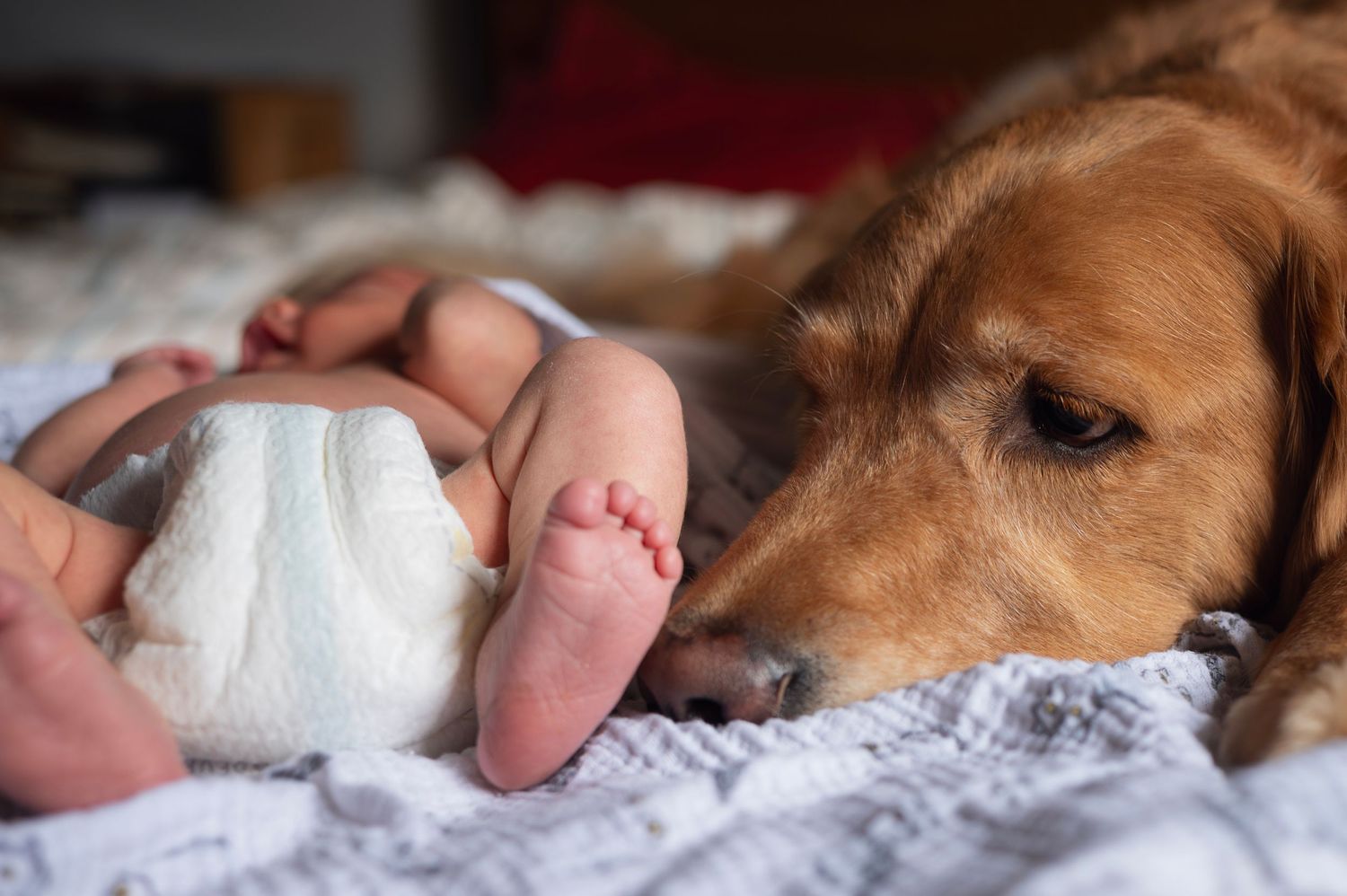 Golden retriever resting its head near a newborn baby’s tiny feet during an in-home newborn session.