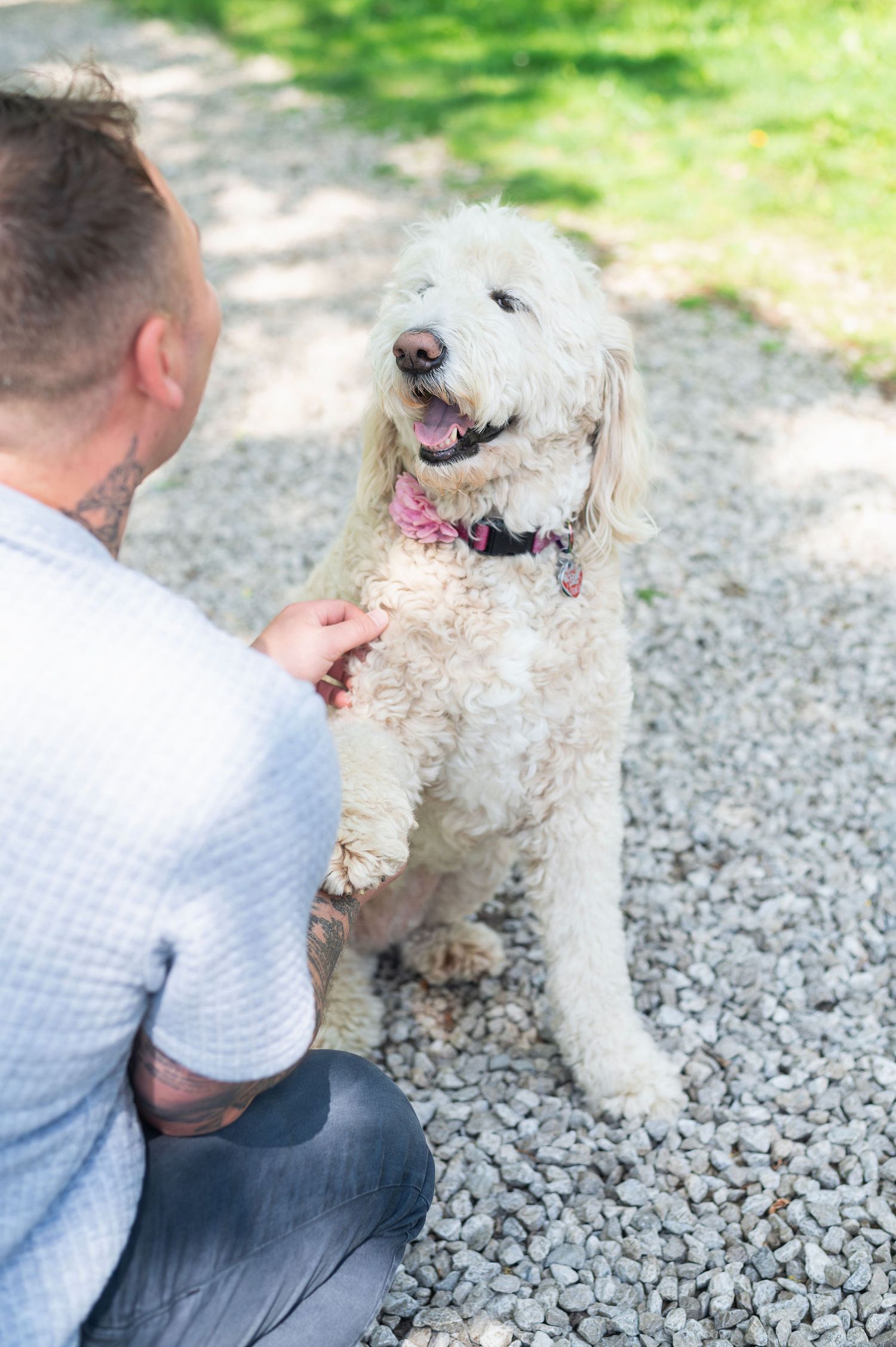 Golden doodle dog offers paw to owner during sunlit outdoor session—family photography in Columbus Ohio