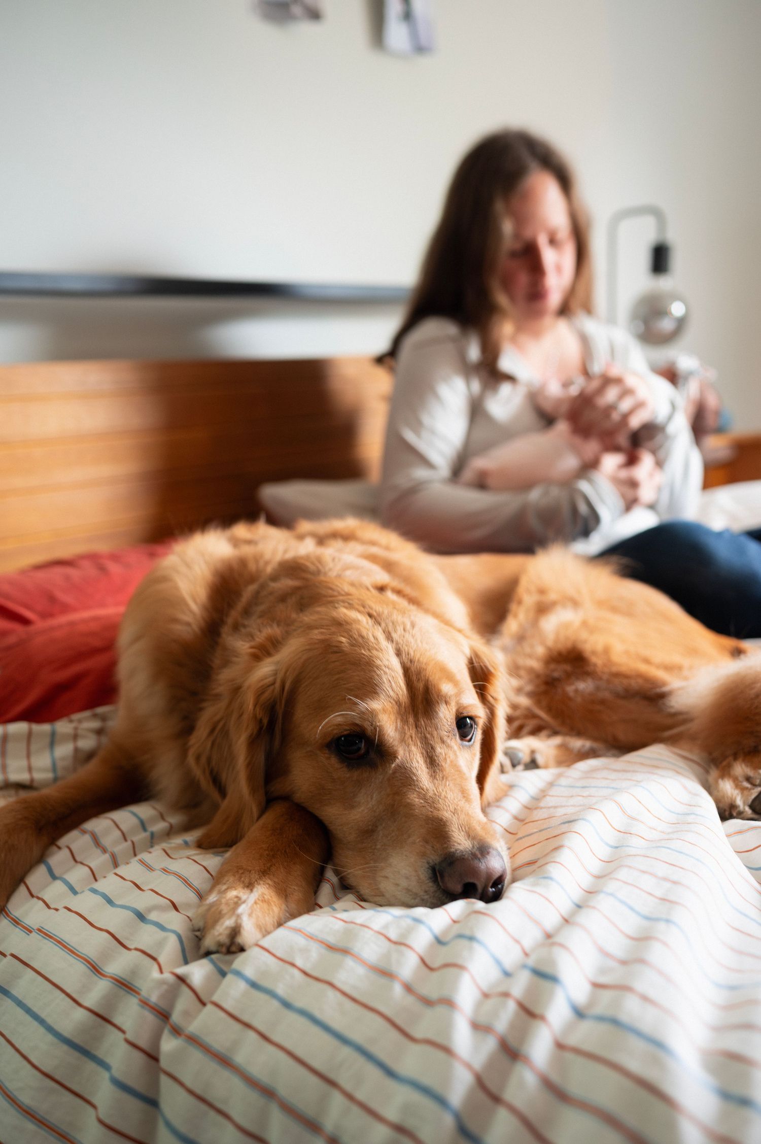 Golden retriever resting on the bed while mom cradles newborn in the soft morning light.
