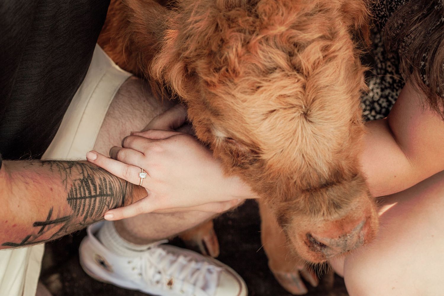 Close up of hands with engagement ring and highland cow joining together.