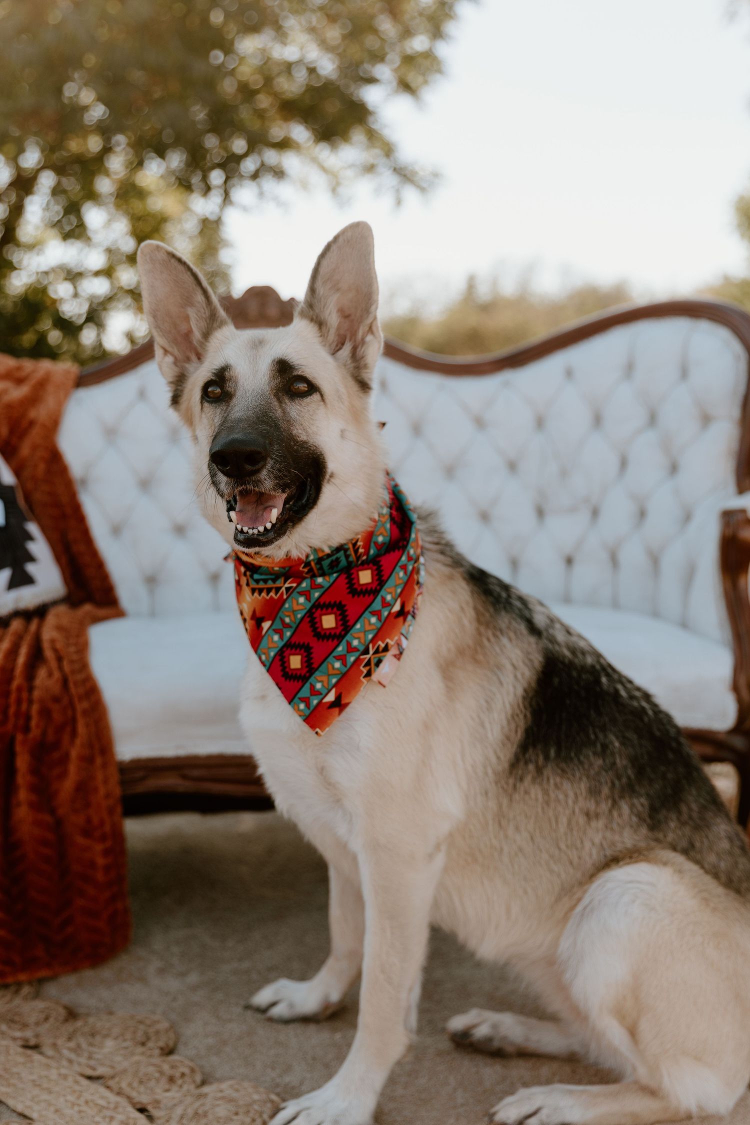 Happy German Shepherd dog wearing a festive red bandana sits on vintage tufted sofa in outdoor setting.