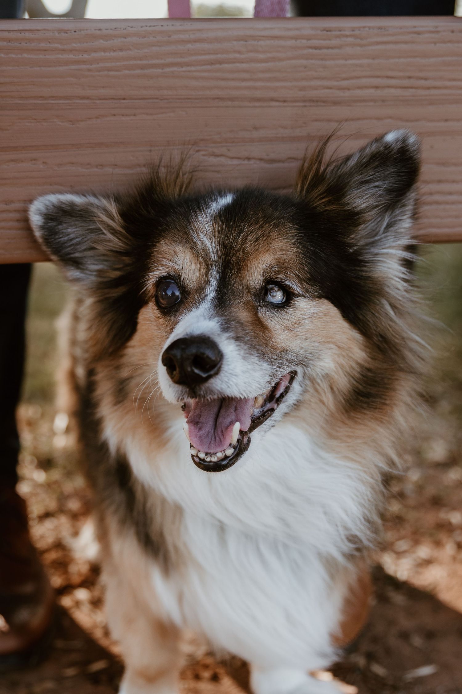 Close-up series of a smiling Shetland Sheepdog with brown and white fur against a wooden background.