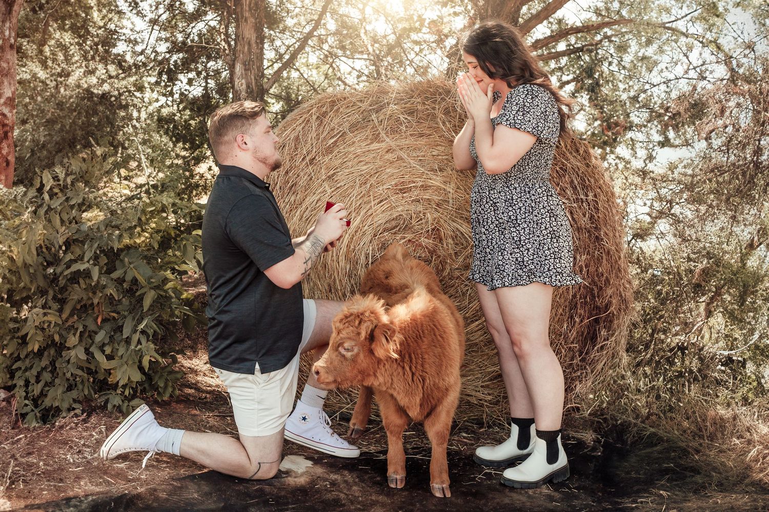 A surprise proposal moment with a highland cow as witness near a rustic hay bale.