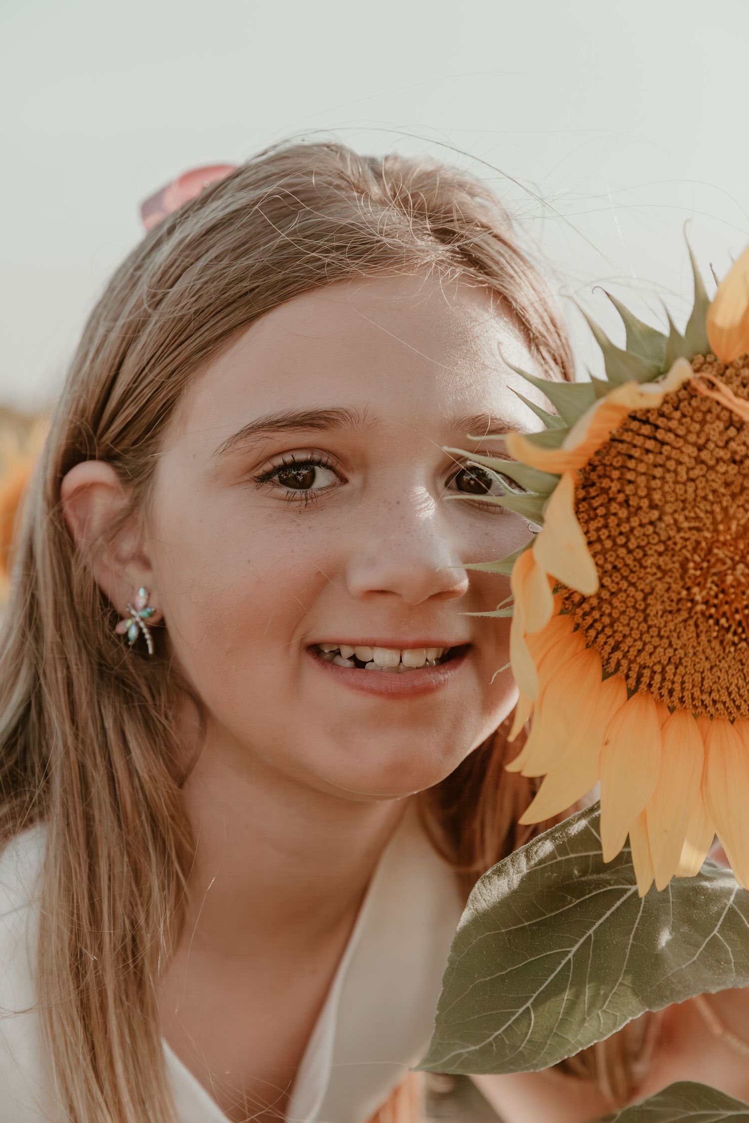 Bright yellow sunflower blooming in warm sunlight on summer day.