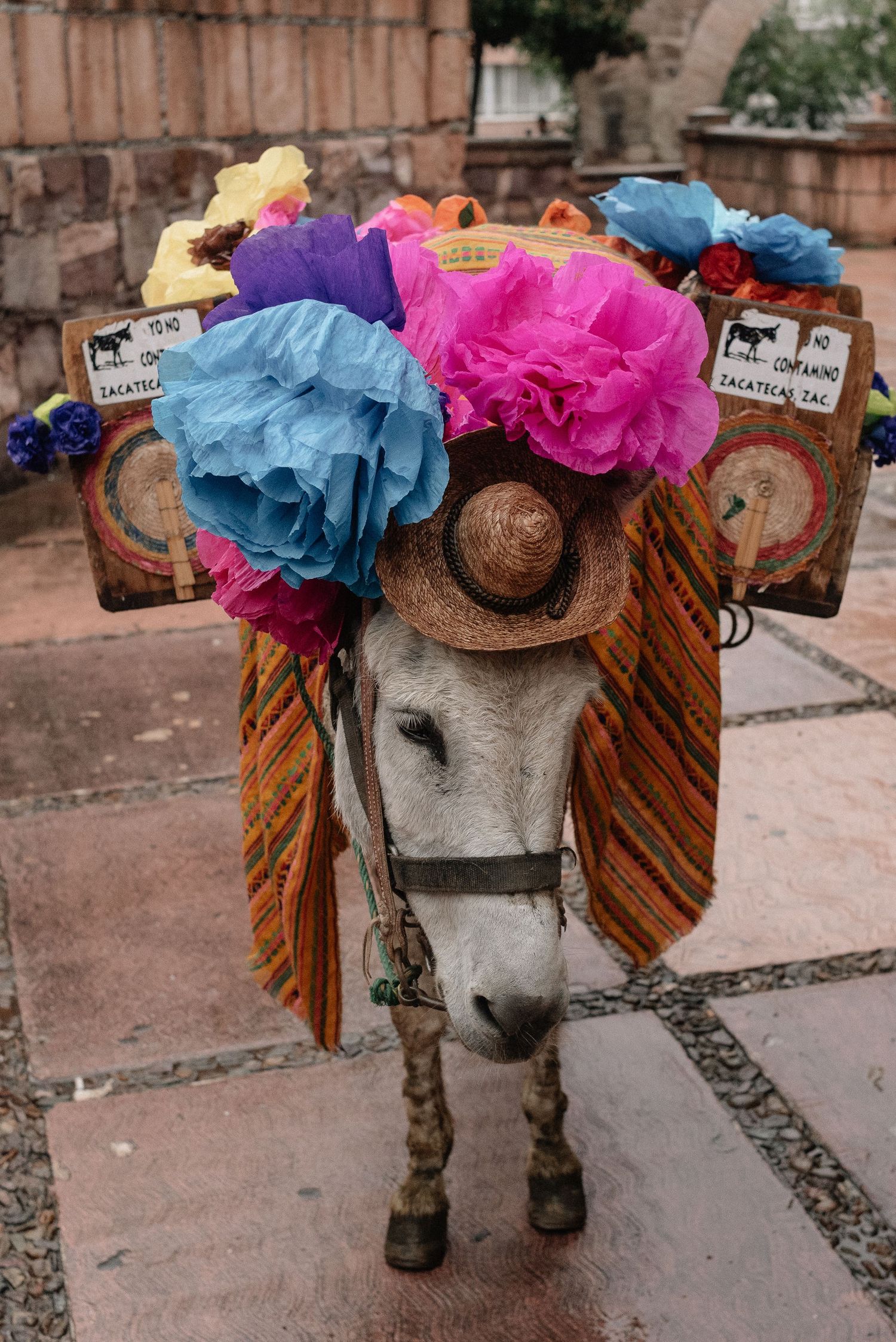 A white donkey wearing colorful paper flower decorations and traditional Mexican bridle decorations stands on stone pavement.