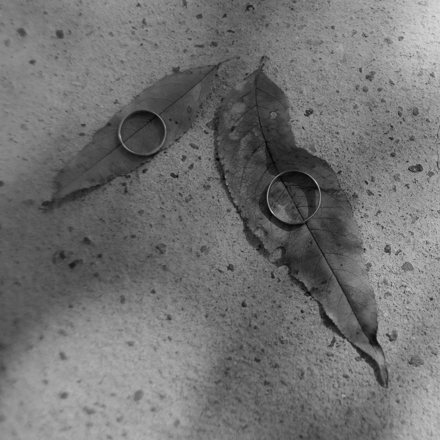 Artistic black and white photo of wedding rings placed on autumn leaves.
