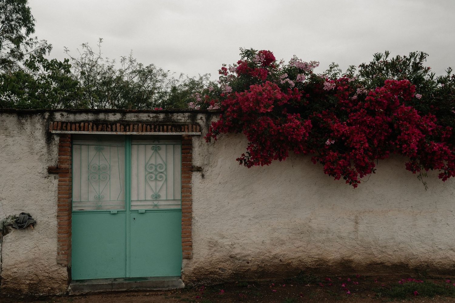 Turquoise double door entrance surrounded by white stucco wall and vibrant cascading bougainvillea flowers.
