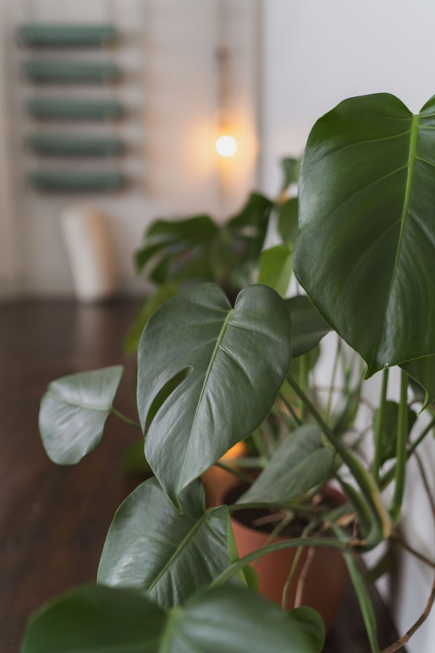 Close-up view of glossy Monstera deliciosa leaves against a blurred interior background with warm lighting.