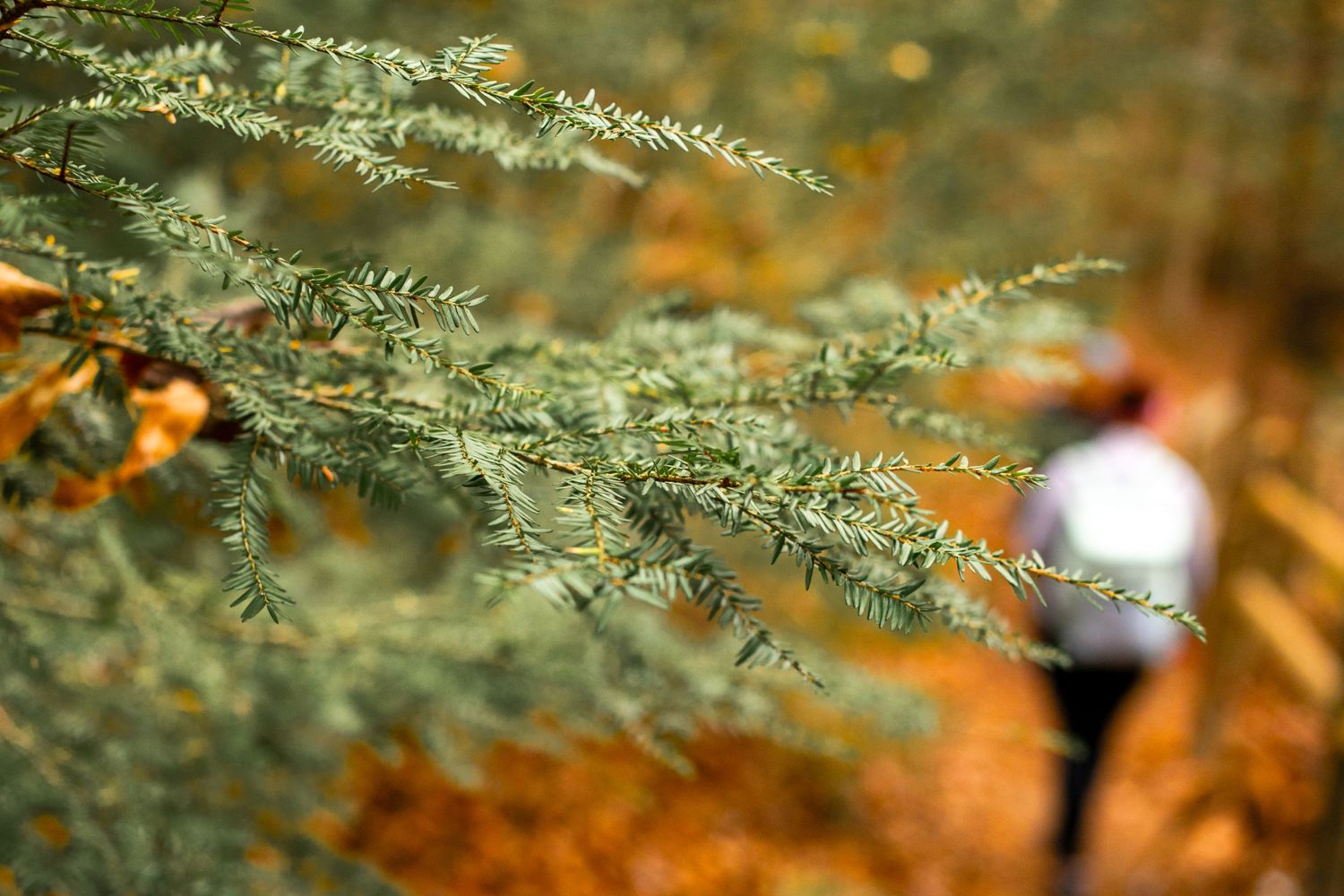 Delicate evergreen branches in focus with soft autumn colors in the background.
