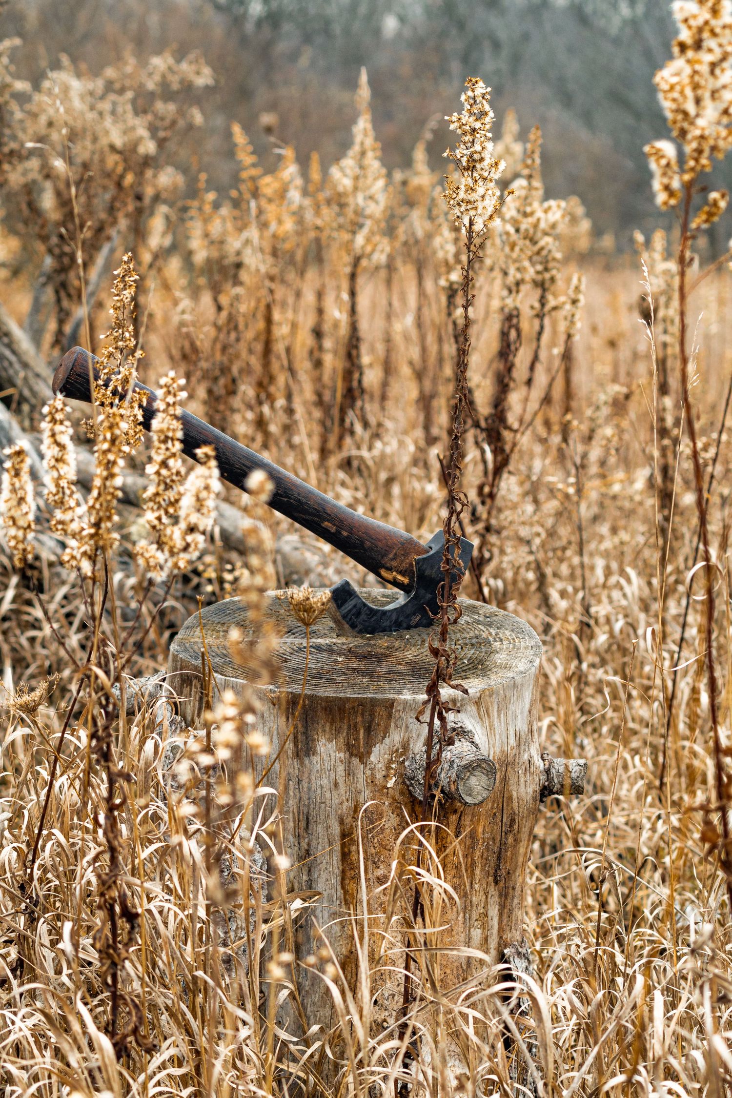 A rustic vintage handaxe rests in a weathered wooden stump surrounded by golden dried grass in soft autumn light.