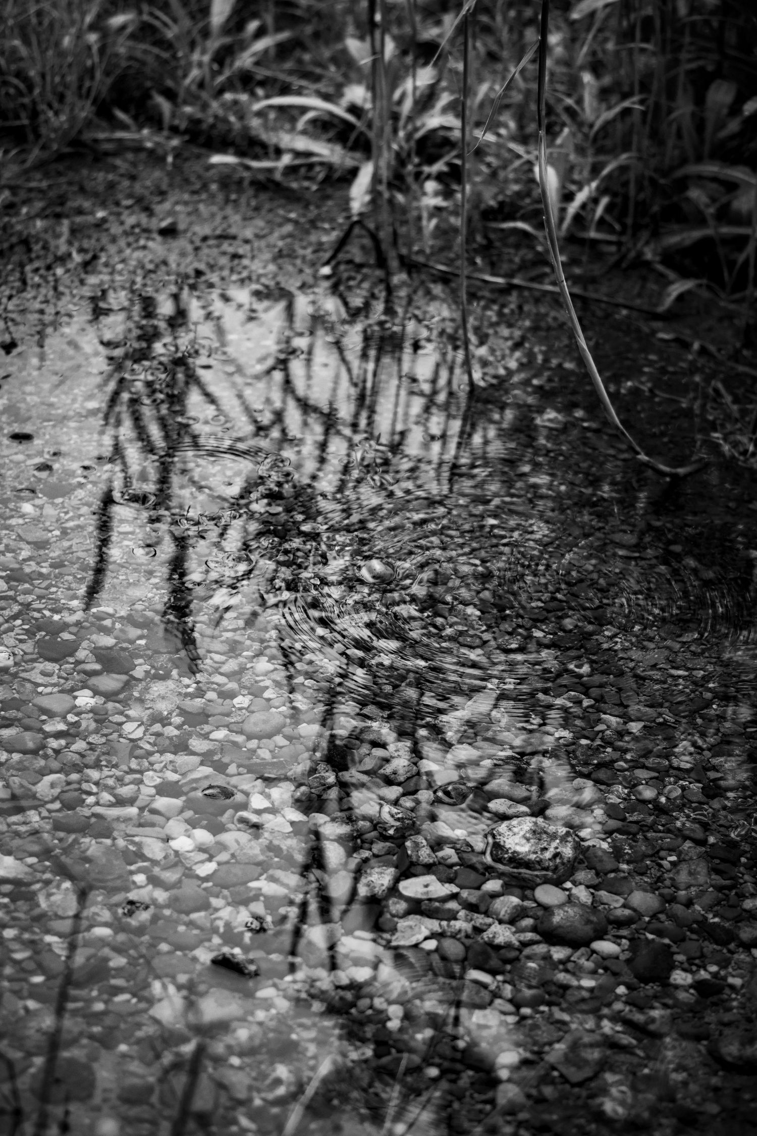 Plant reflections cast dark shadows in a shallow puddle with pebbles in black and white photography.