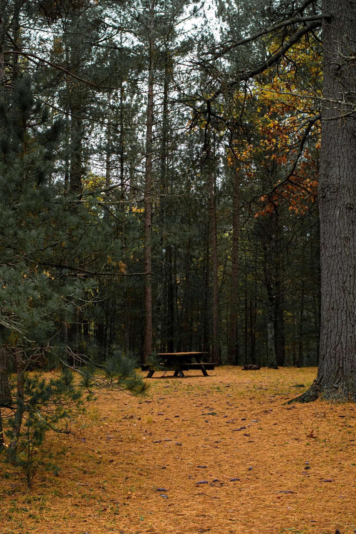 A lone picnic table sits on a pine needle covered clearing surrounded by tall evergreen trees in an autumn forest.