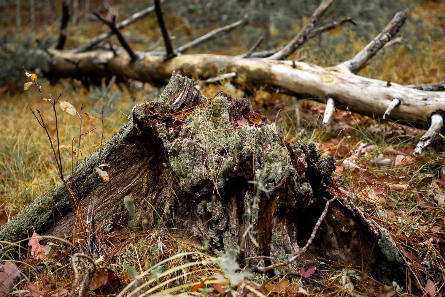 Decaying tree stump covered in moss and lichen in natural forest setting.