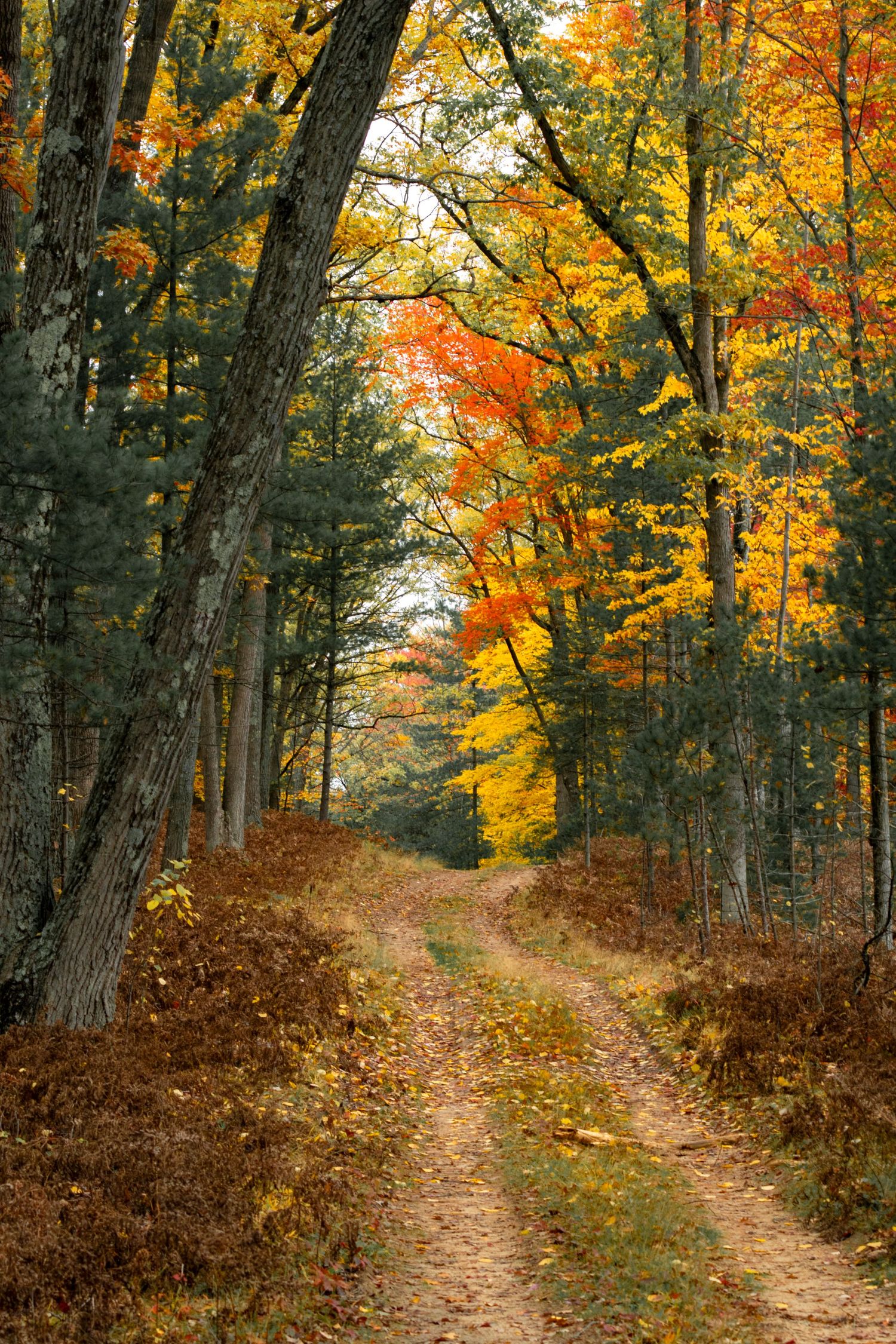 Autumn forest path lined with vibrant orange and yellow trees leading into the distance.