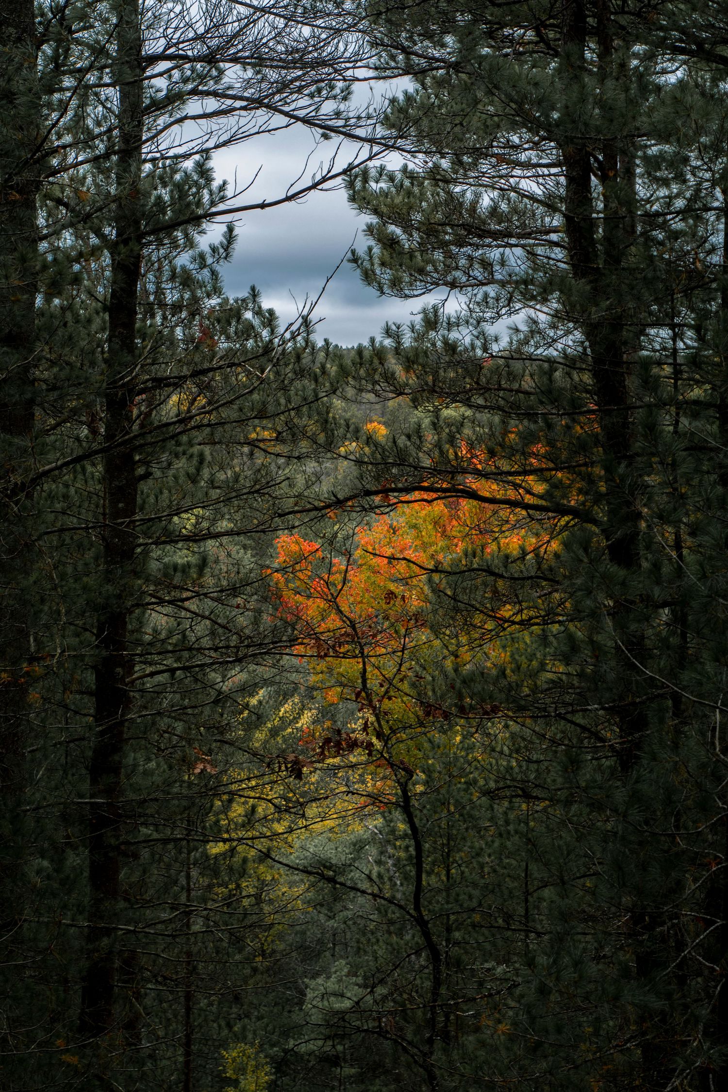 Vibrant autumn foliage peeks through dark evergreen forest creating dramatic contrast against moody cloudy sky.