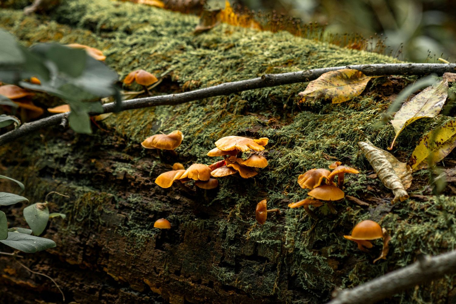Orange mushrooms growing on moss-covered log in forest setting.